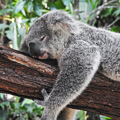 Koala endormi sur une branche