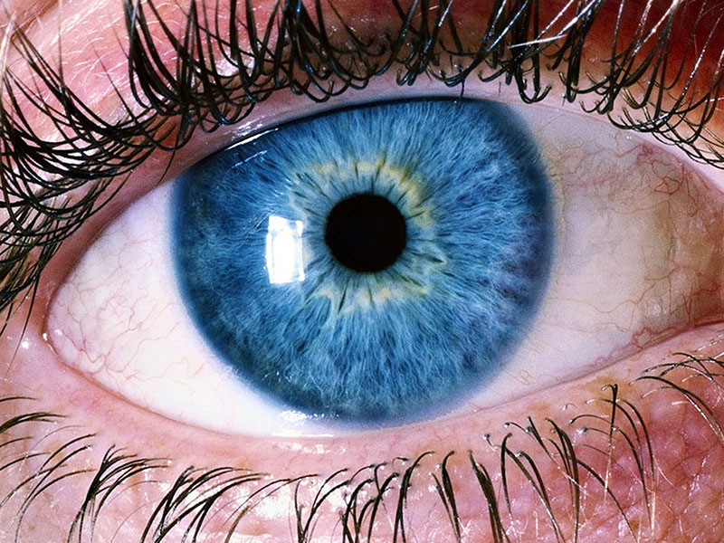 photo en gros plan d'un iris bleu
