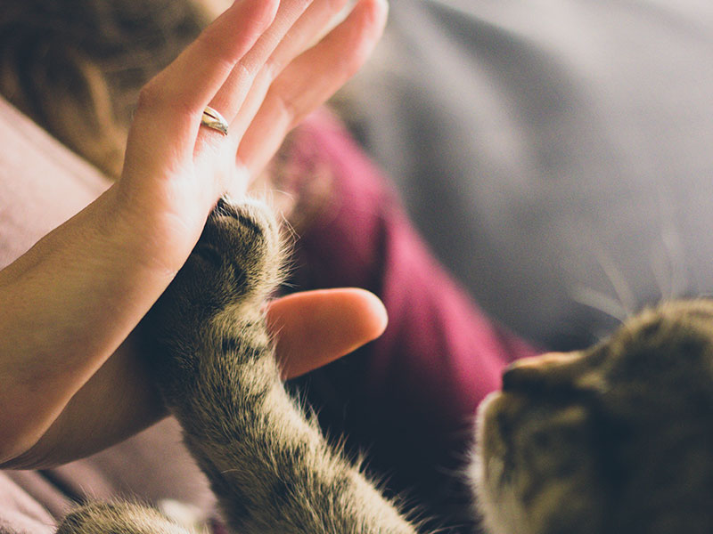 une patte de chat dans une main d'humain