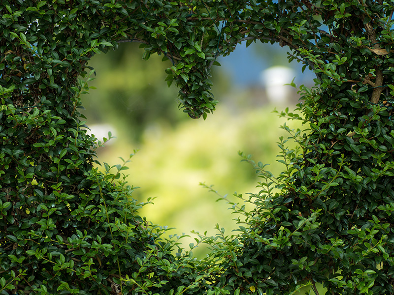 Coeur dans une haie de buis