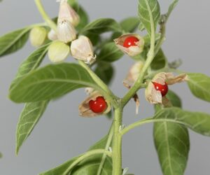 ashwagandha-plante-ayurvedique-adaptogene-2